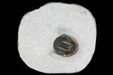 Tropidocoryphe Trilobite - Uncommon Proetid With Axial Spines #170709-5